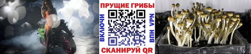 Псилоцибиновые грибы Cubensis  Мариинск 